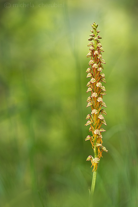 varie orchidee da determinare,qualcuno mi aiuta?